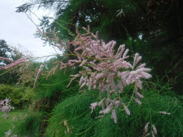 ギョリュウの花、薄ピンク色の小さい花