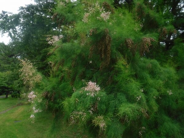 樹木「ギョリュウ」