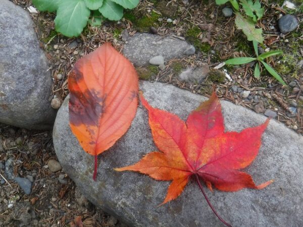紅葉した落葉