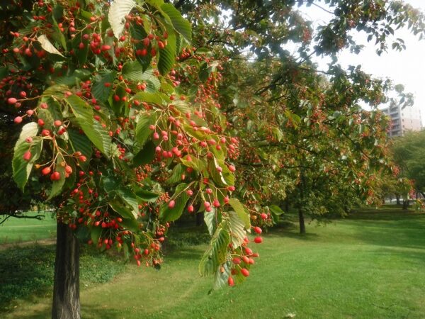 アズキナシの実