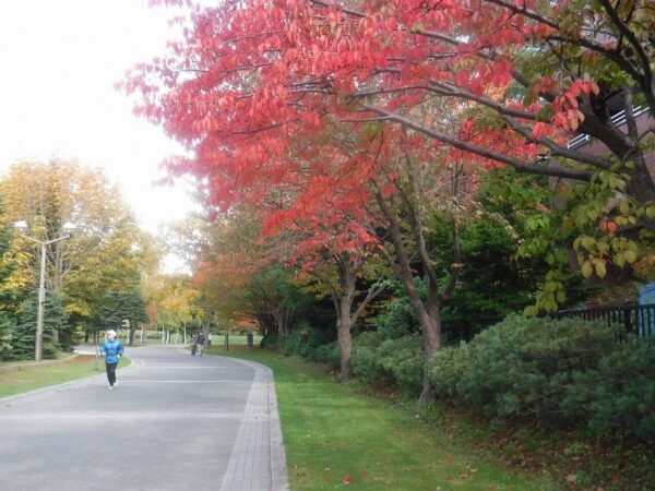 エゾヤマザクラ