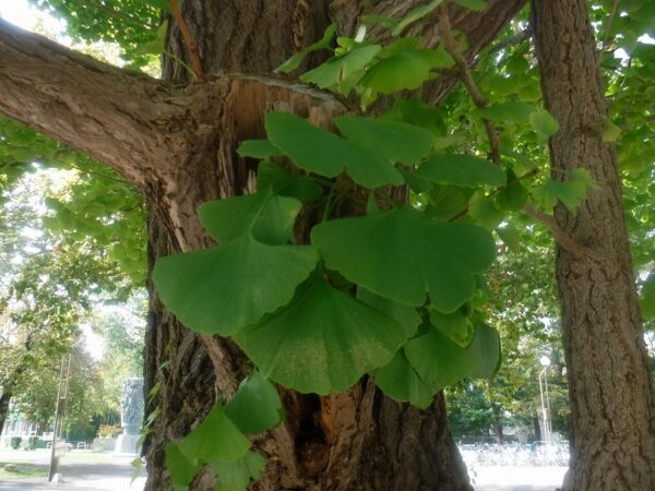 黄緑色のイチョウの葉