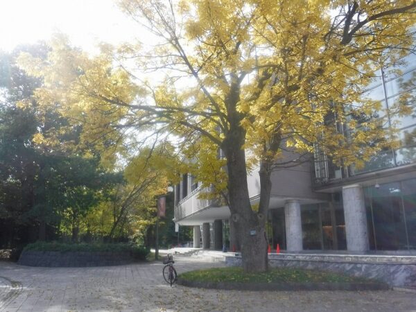 黄色く紅葉したヤチダモ