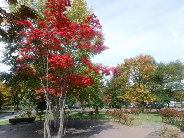 紅葉したカエデ