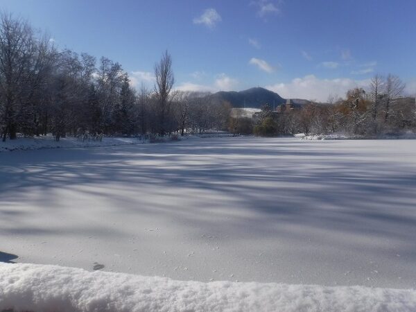 薄っすらと氷がはった菖蒲池
