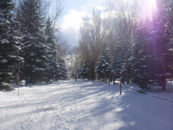 雪の積もった樹木並木