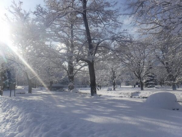 朝日の差し込む雪景色の中島公園