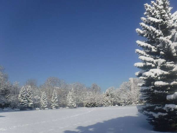雪化粧した樹木