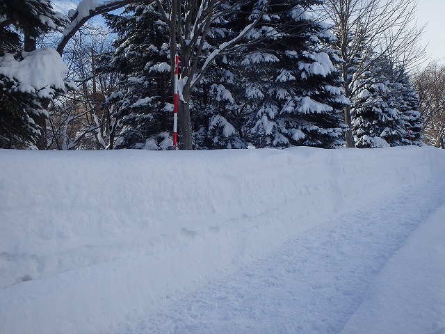 除雪した雪でできた園路脇の雪壁