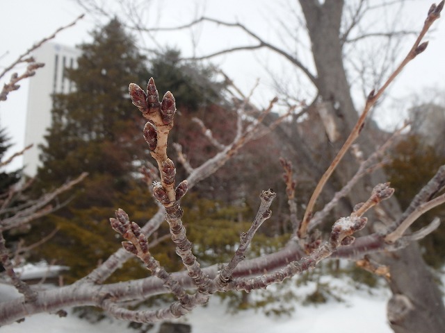 ソメイヨシノの花芽