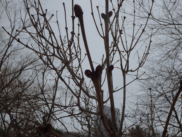 ライラックの花芽