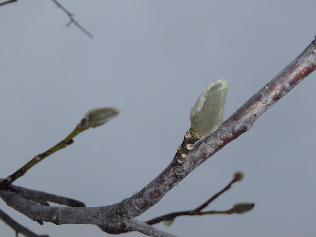 コブシの花芽
