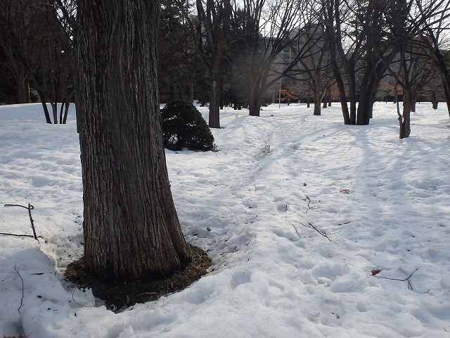 ハルニレが根開きしている様子