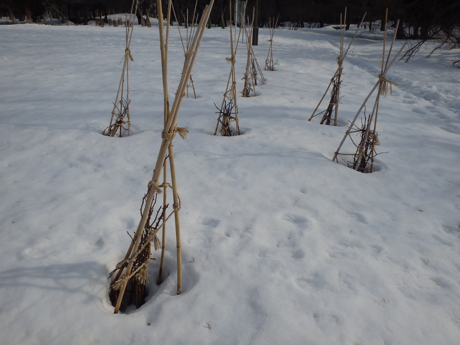 根開きしているバラの冬囲い
