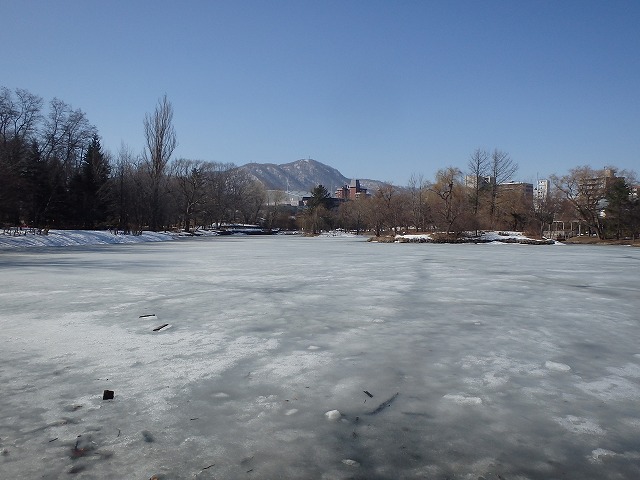 池の氷が解け一面シャーベット状になっている菖蒲池