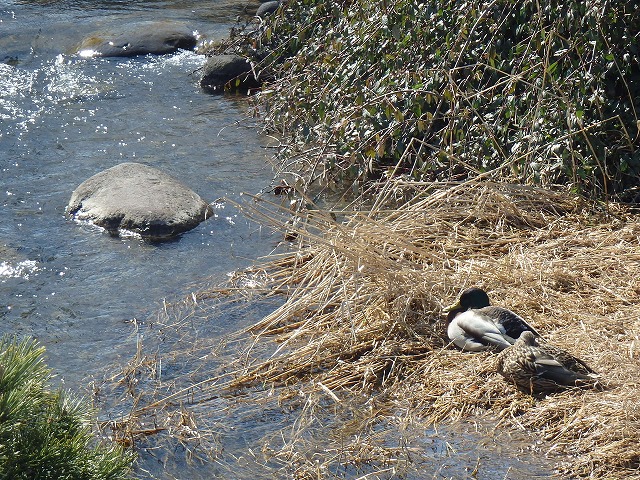 日向ぼっこしている、つがいのカモ