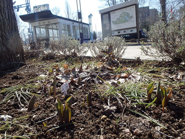 チューリップの芽