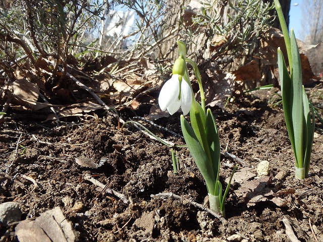 一輪の開花したスノードロップ