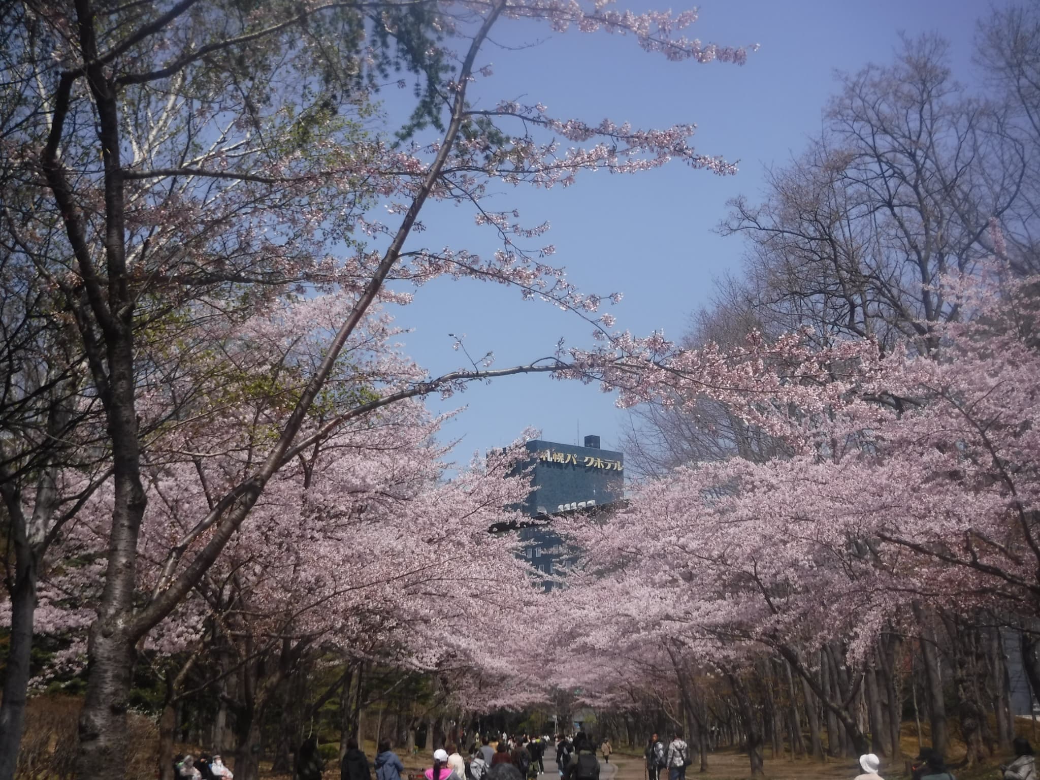 園内の桜並木