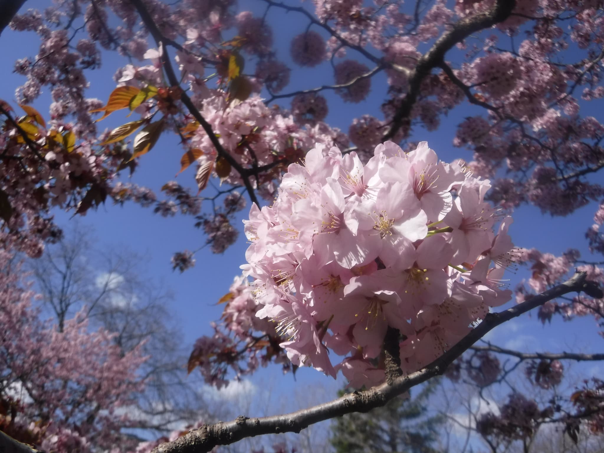 エゾヤマザクラ