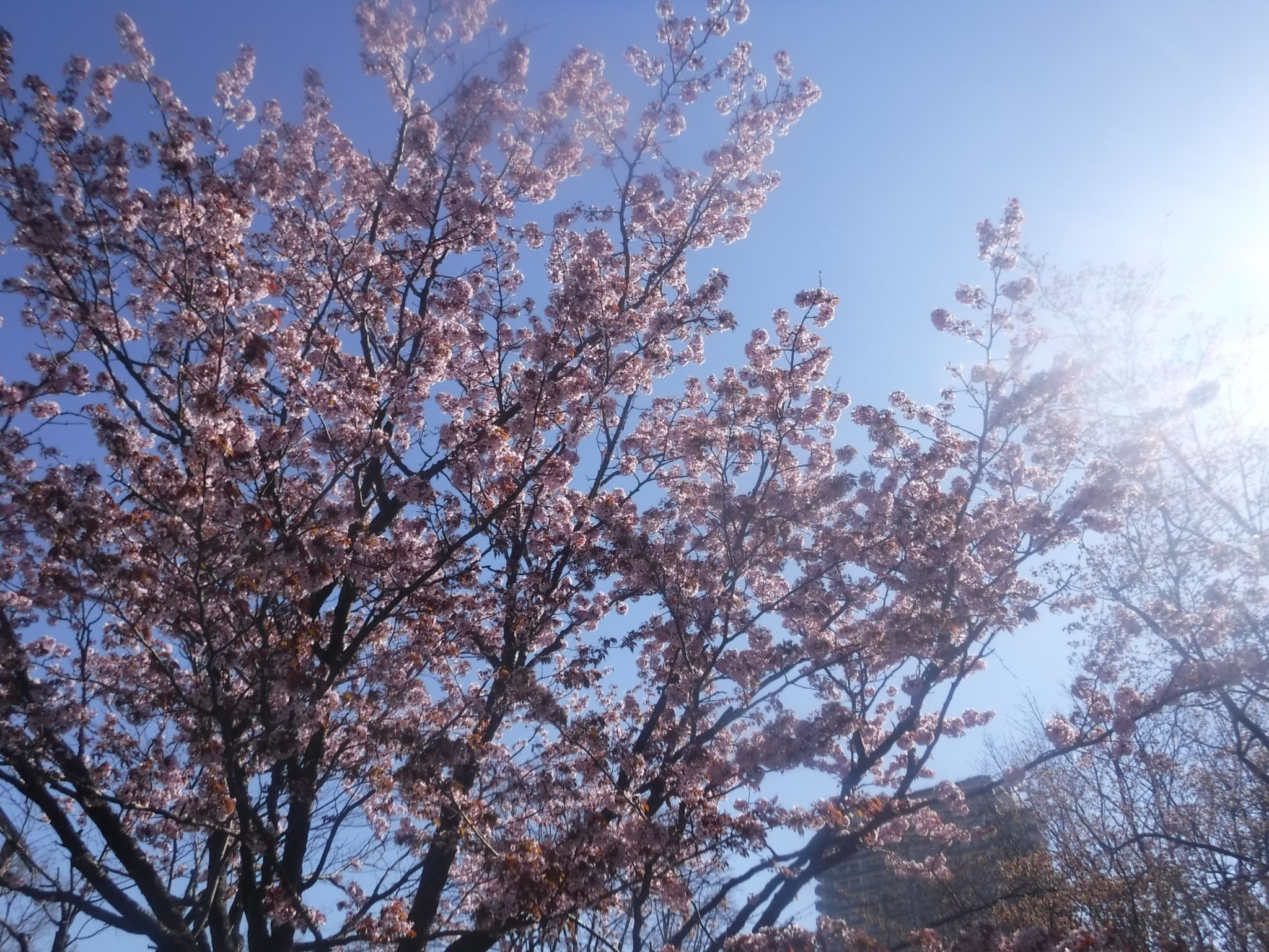 エゾヤマザクラ