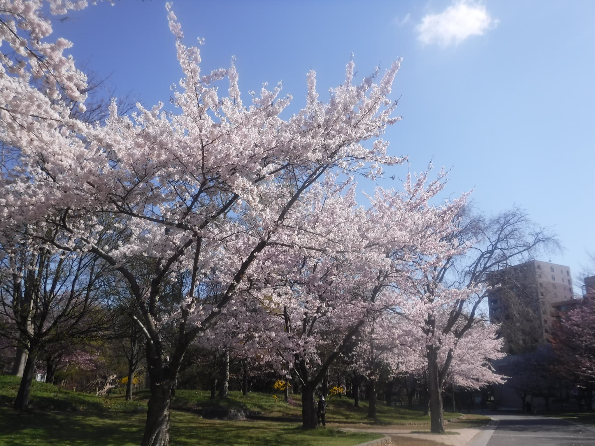 満開のソメイヨシノ