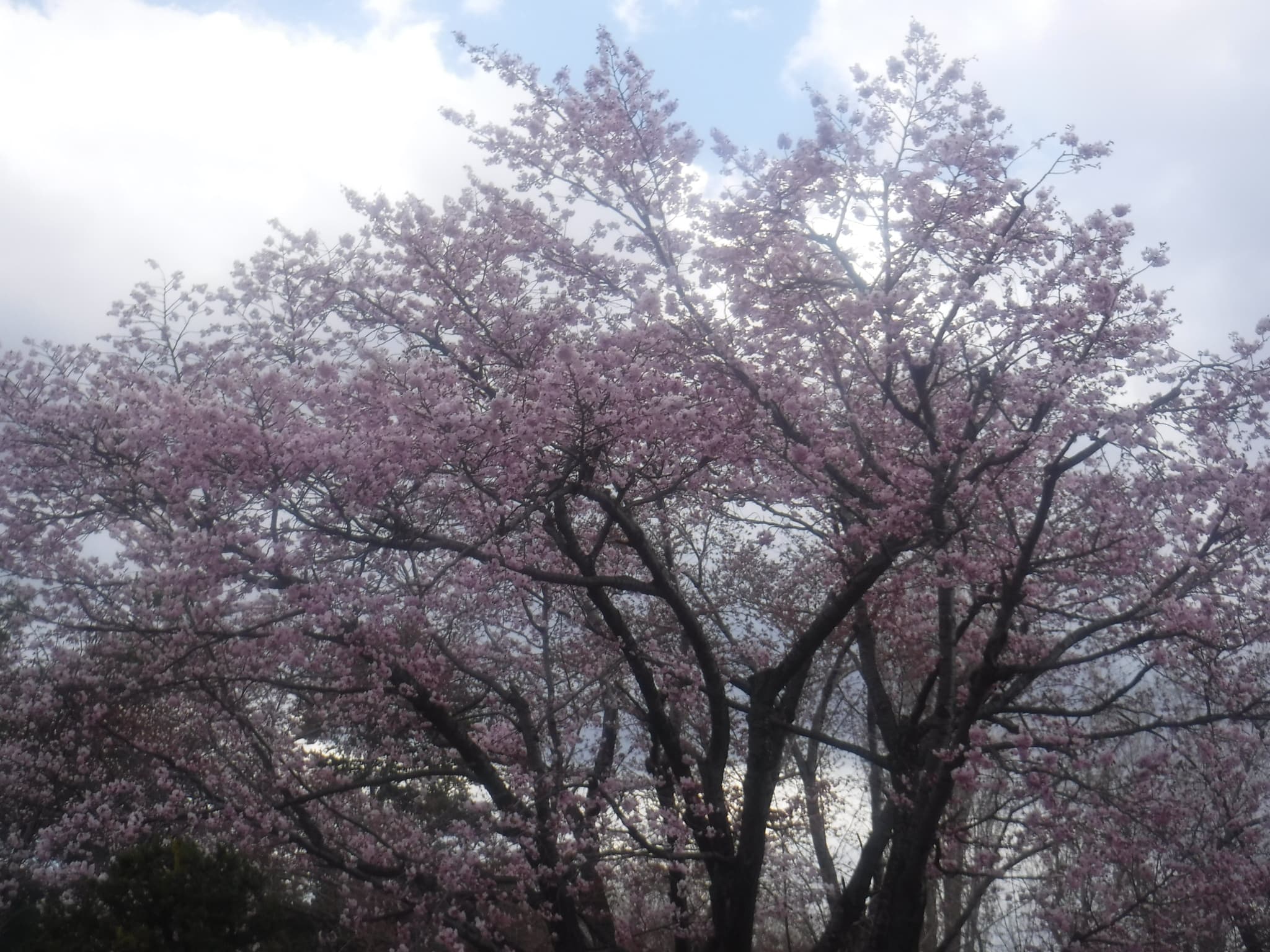 豊平館前の桜