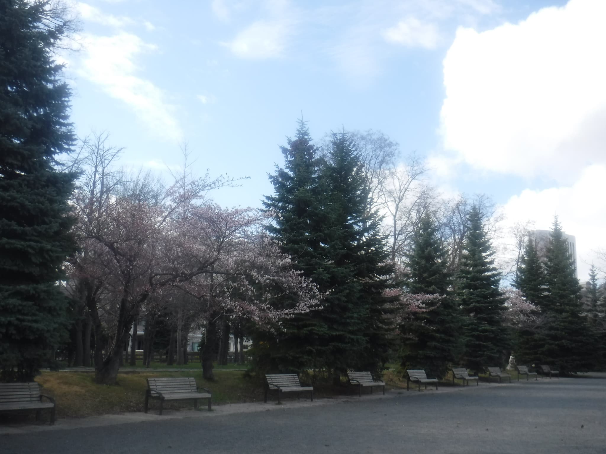 中島公園内の桜の様子2