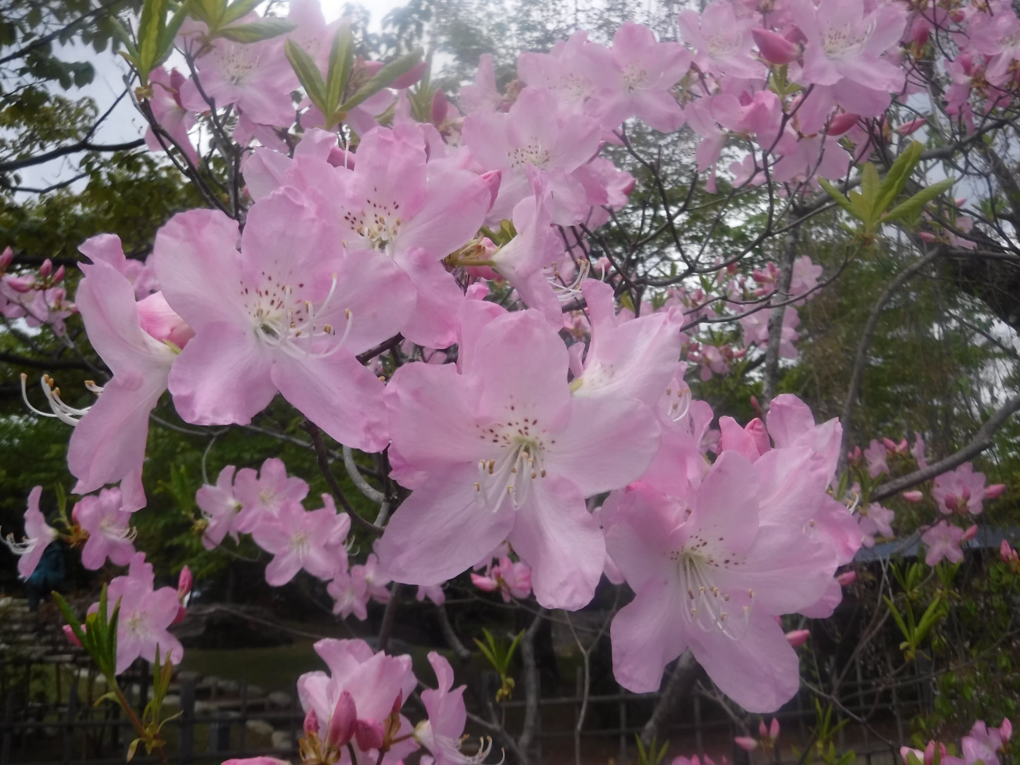 クロフネツツジ