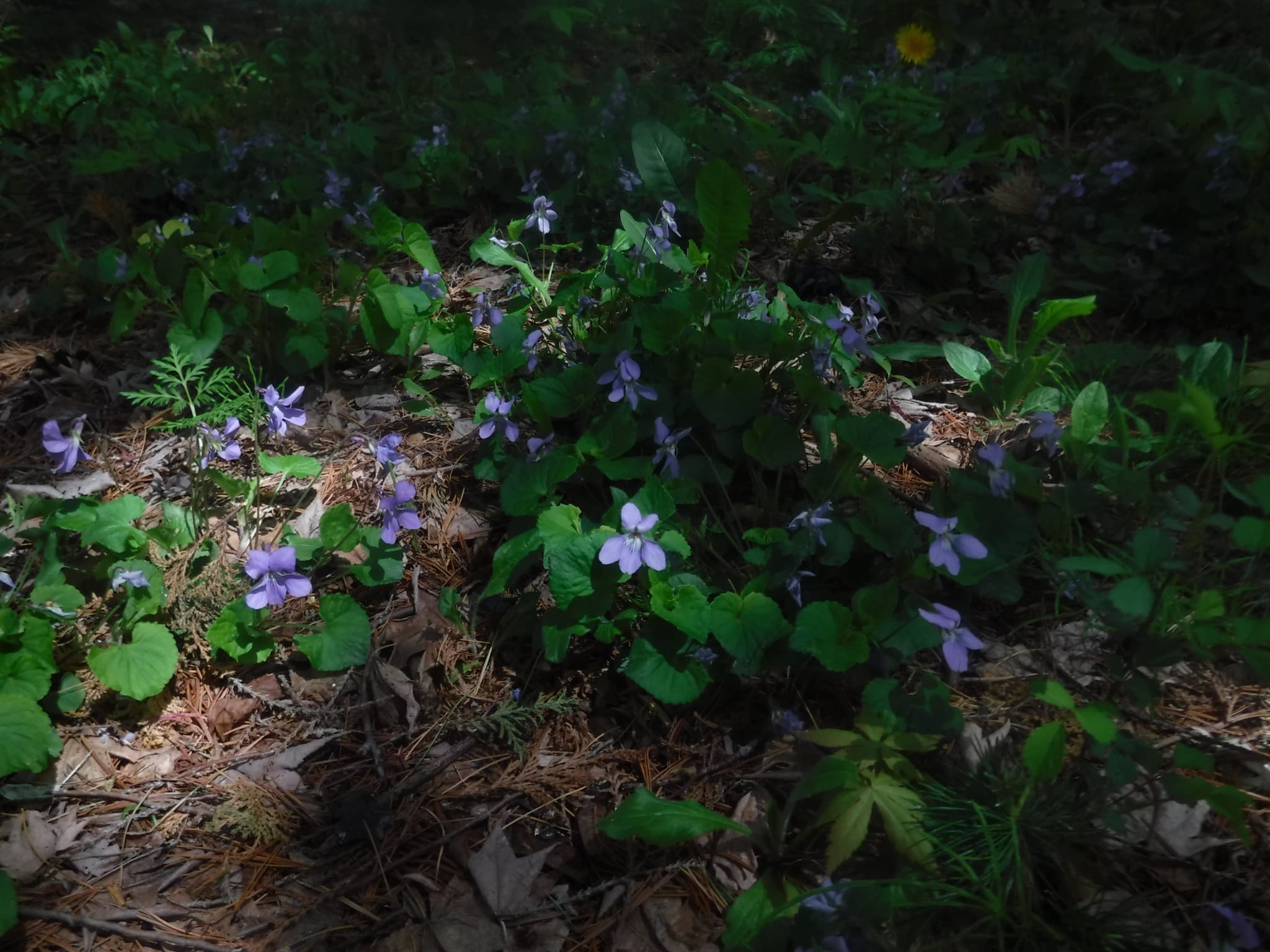 タチツボスミレ