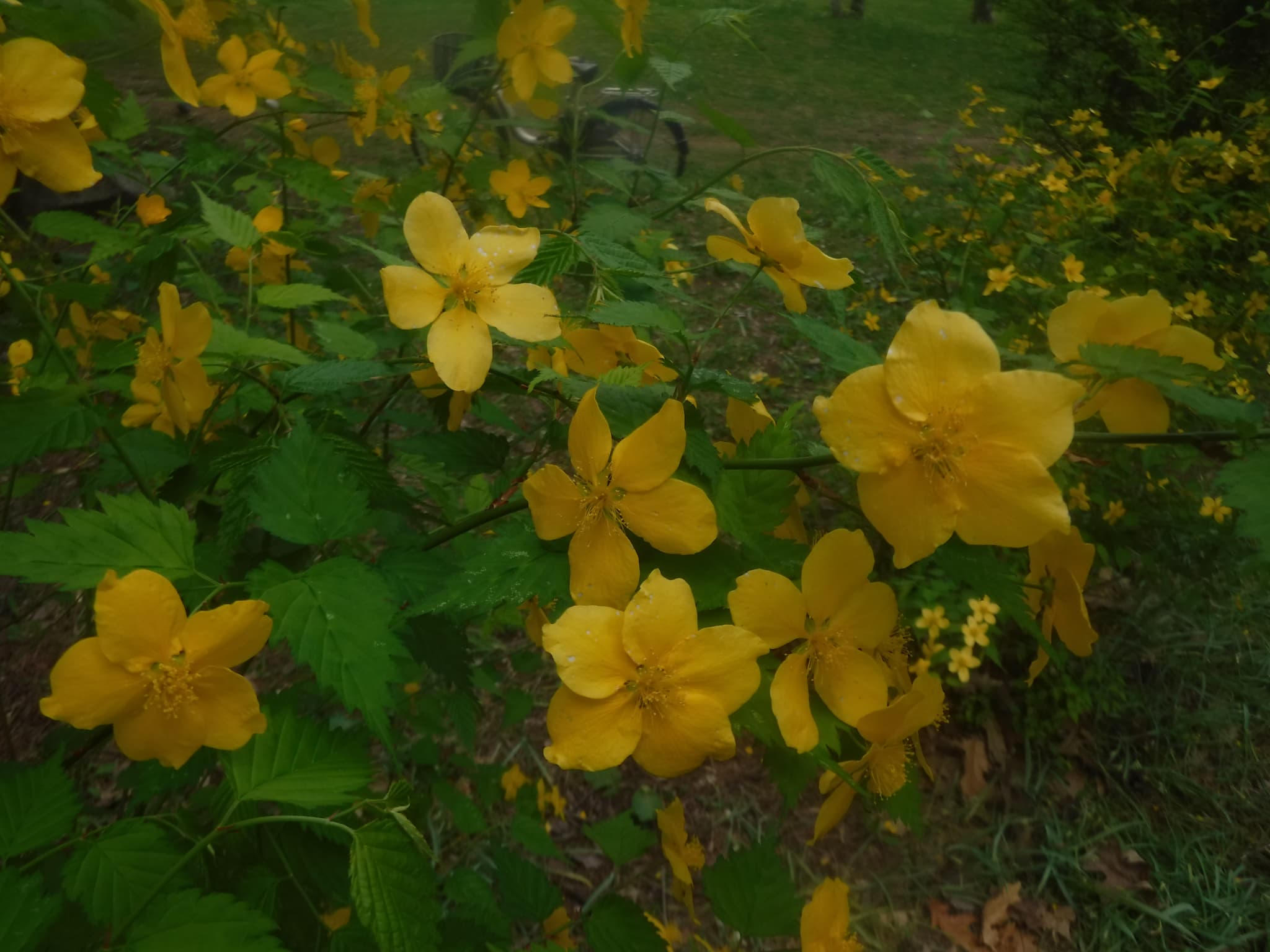 ヤマブキのアップ写真