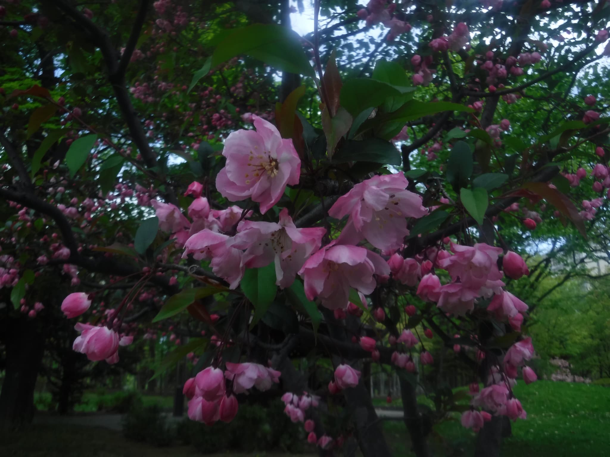 ハナカイドウアップ写真