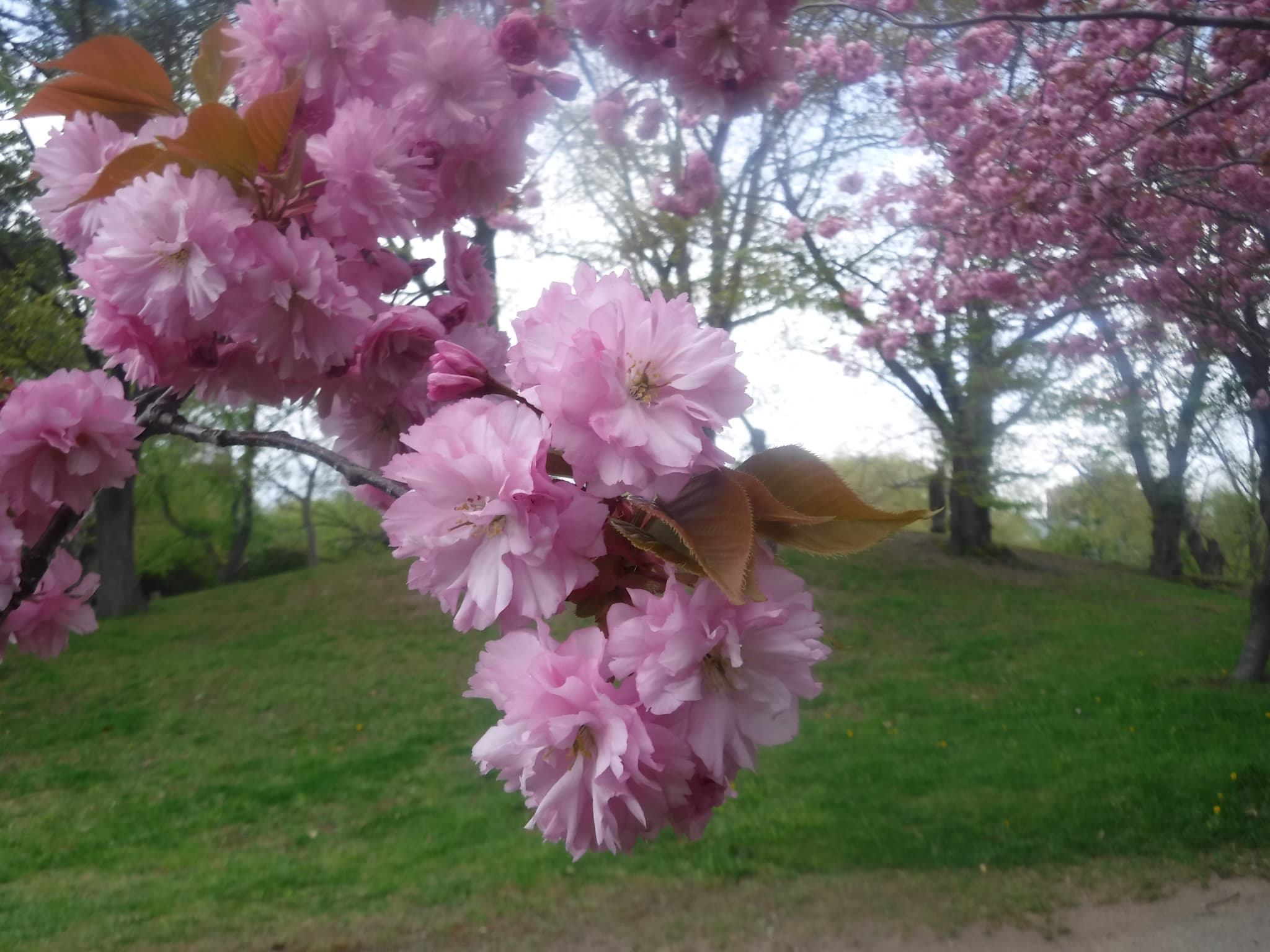 八重桜のアップ写真