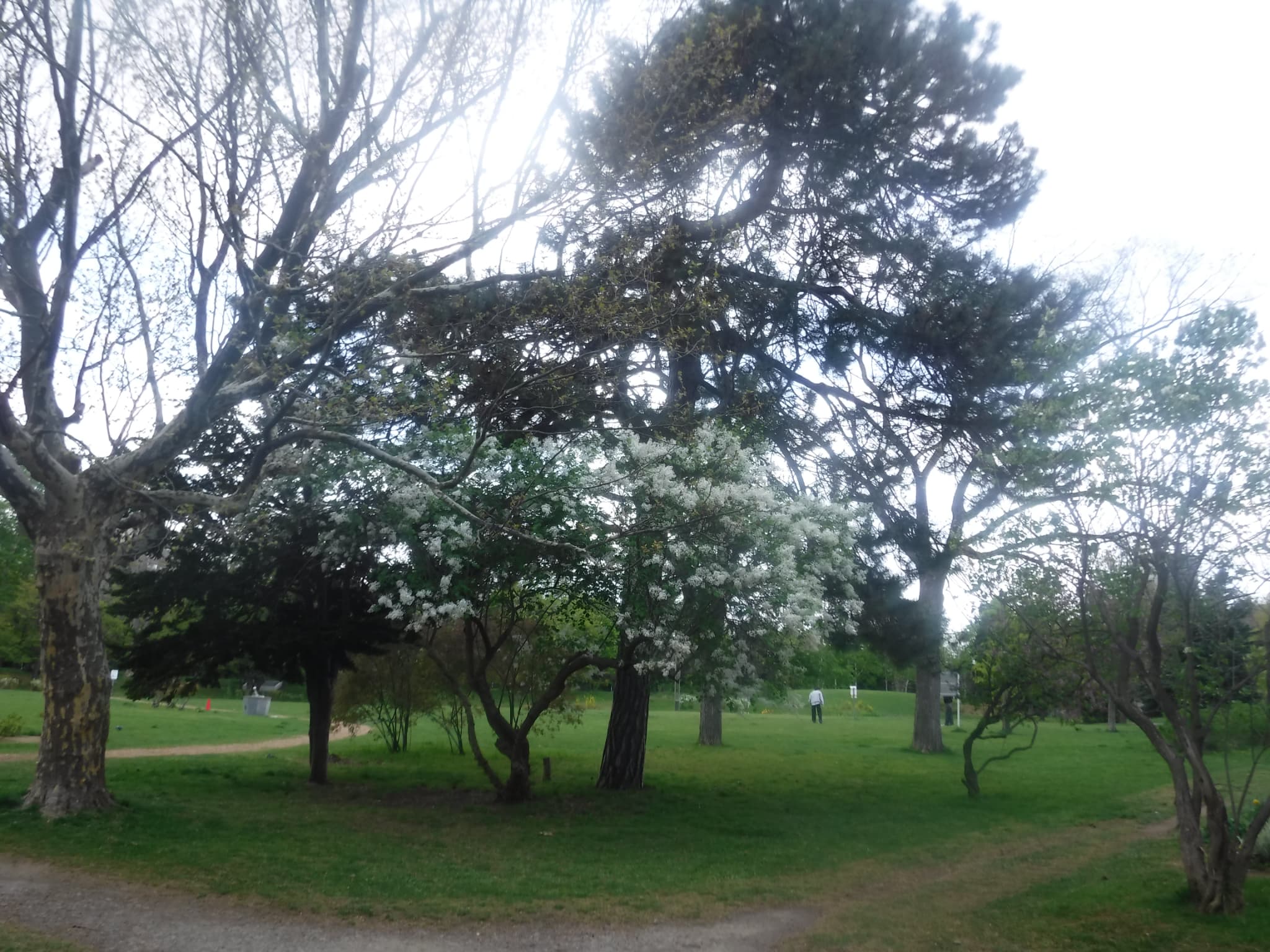 白いライラック