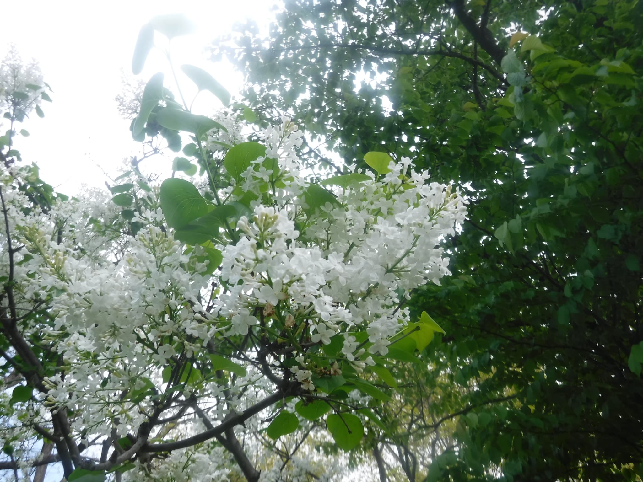 白いライラックのアップ写真