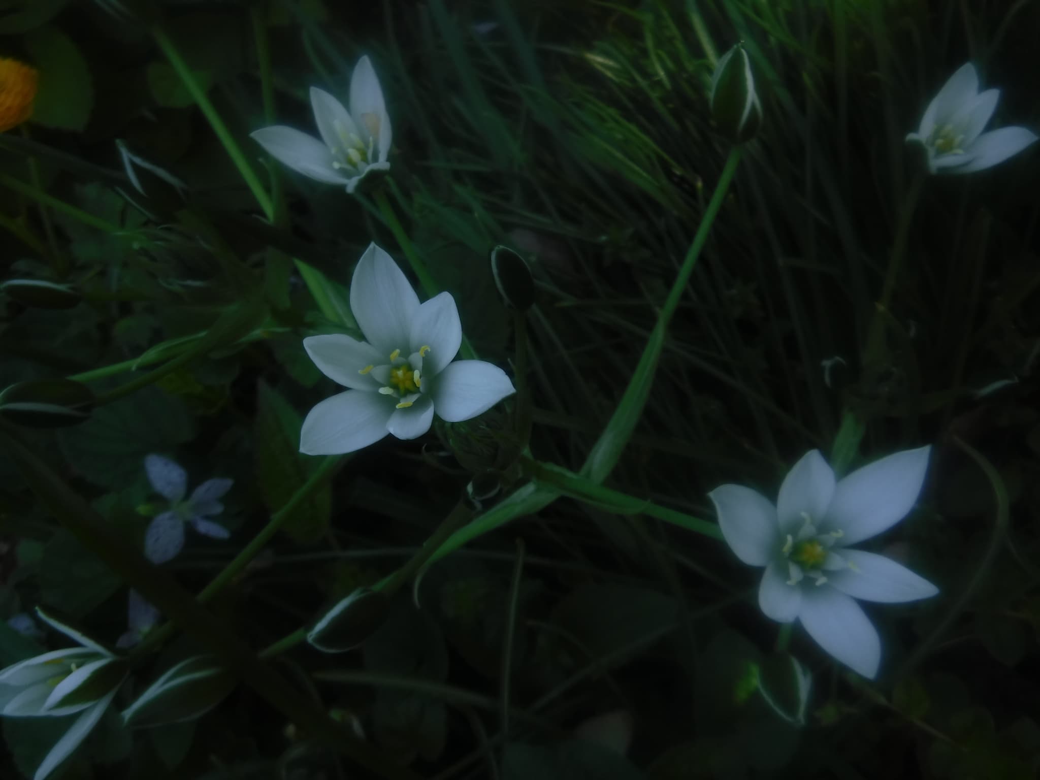 オーニソガラム