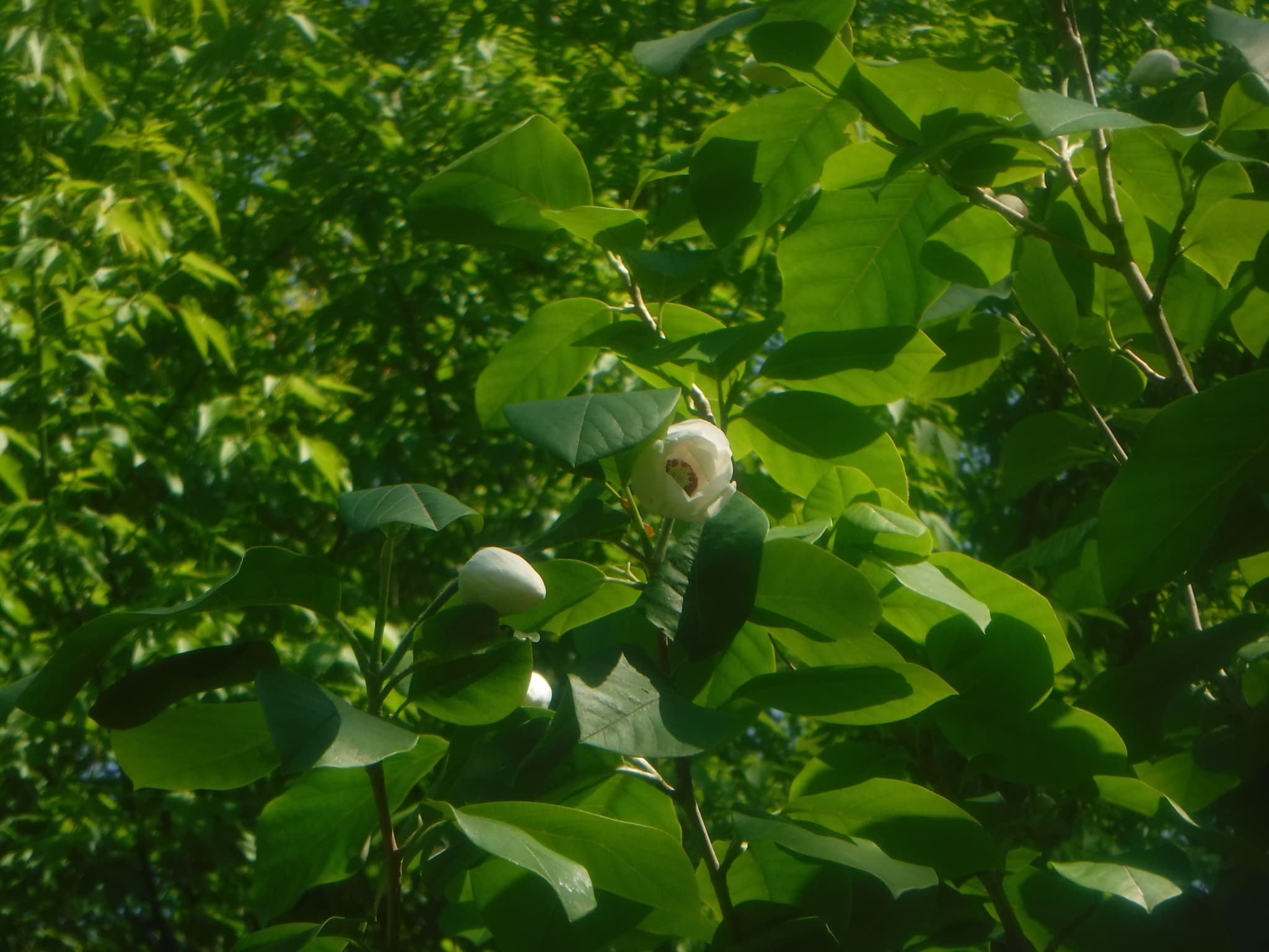 オオヤマレンゲ