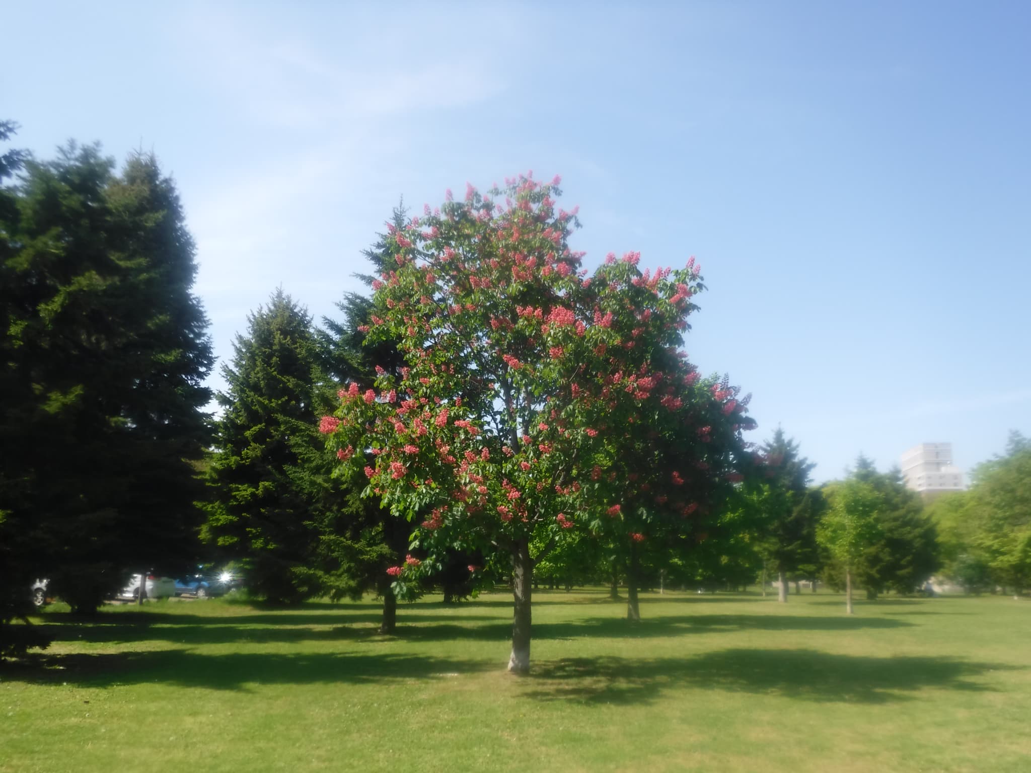 ベニバナトチノキ