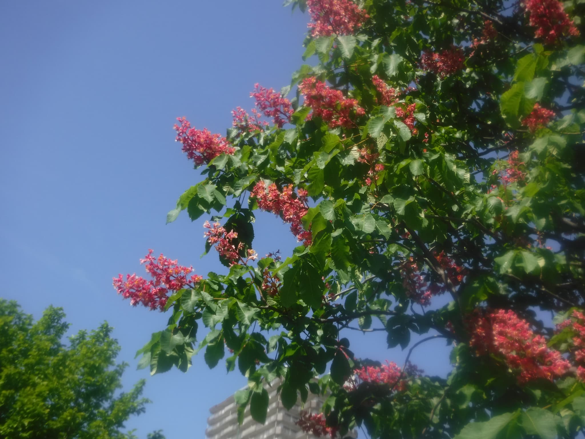 ベニバナトチノキ