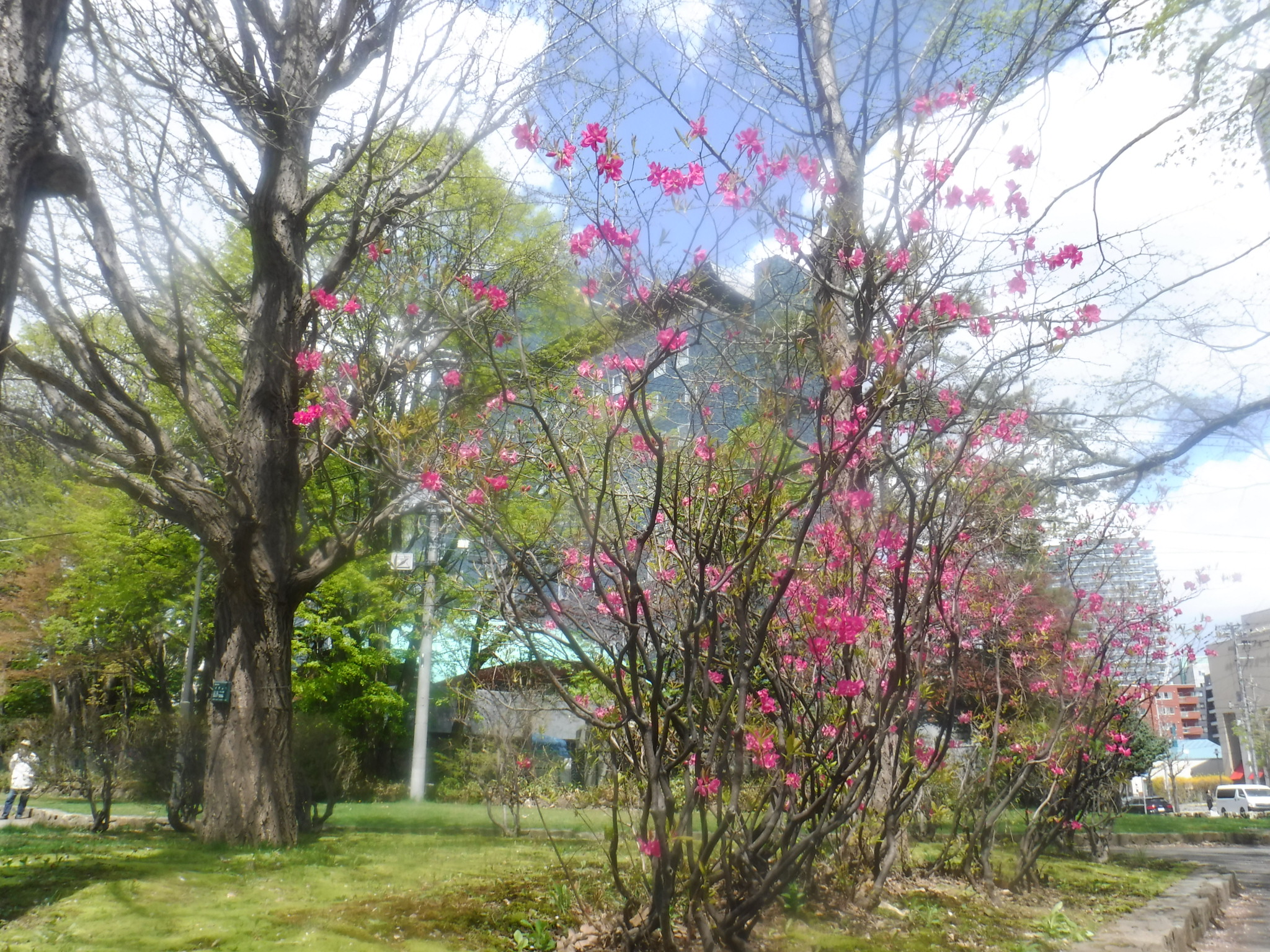 エゾヤシオツツジ全体