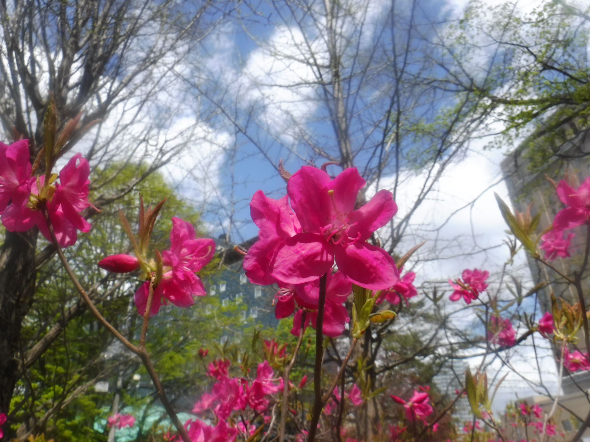 エゾヤシオツツジのアップ写真