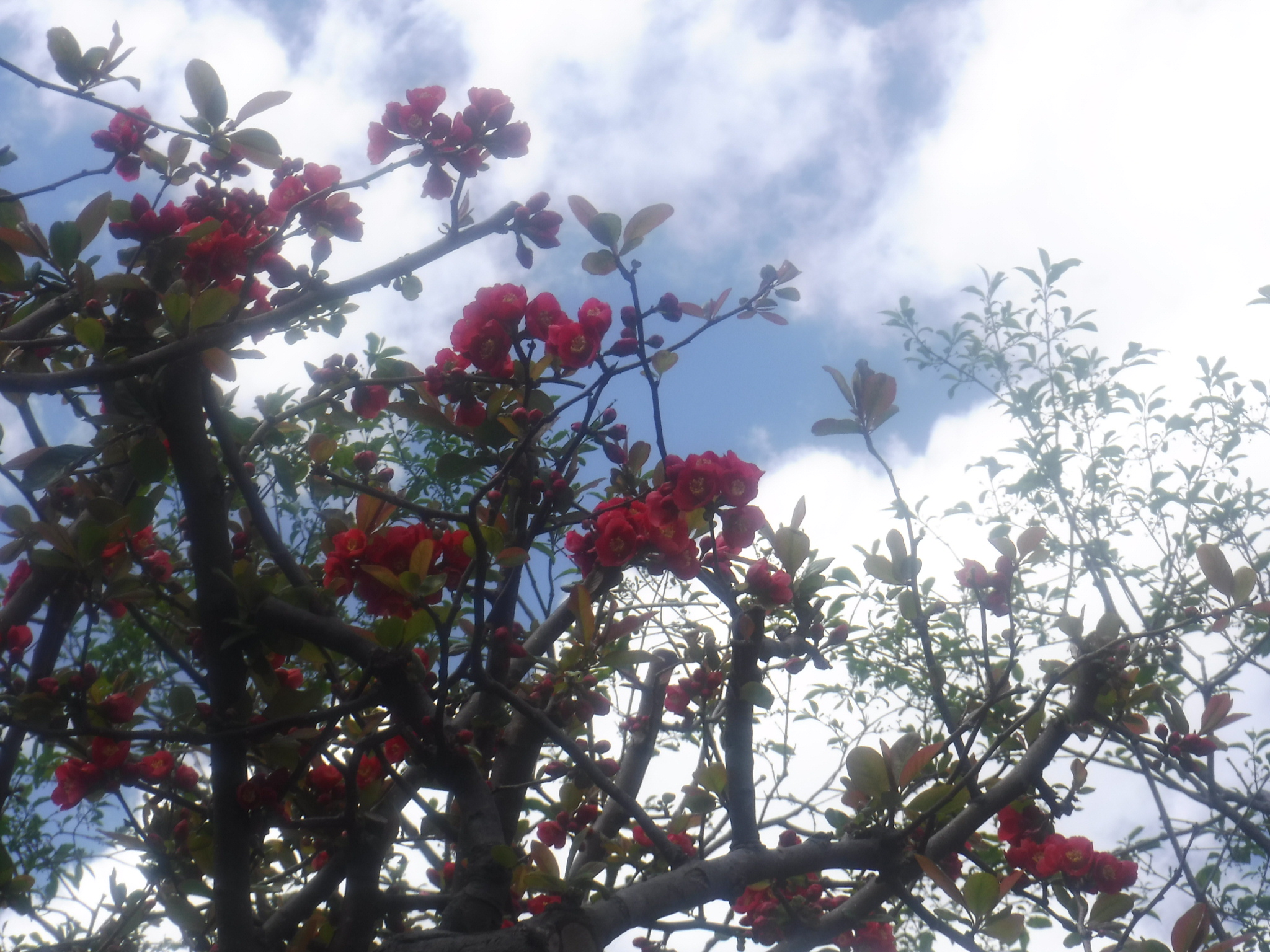 日本庭園のボケの花