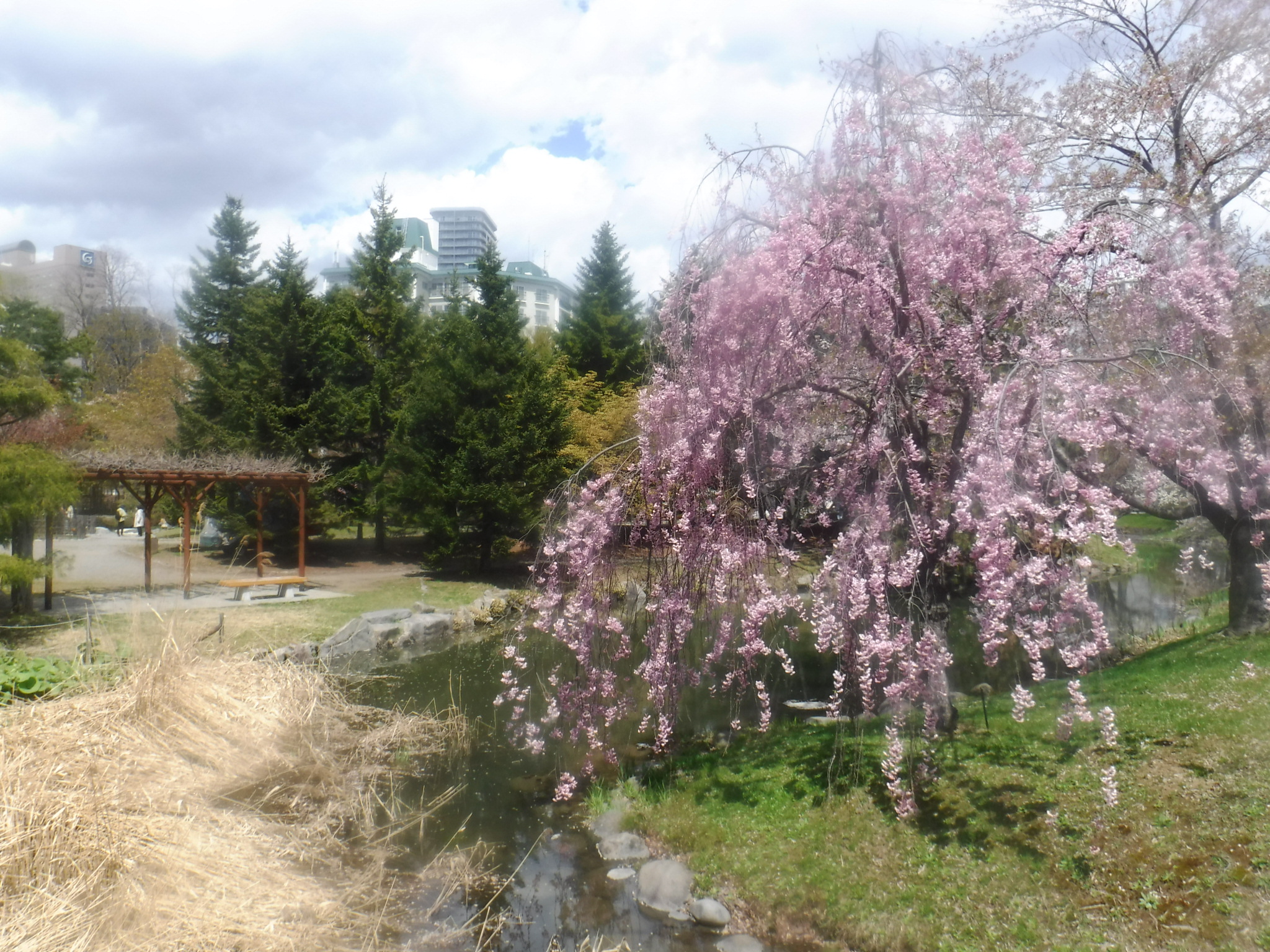 日本庭園の横にあるシダレザクラ
