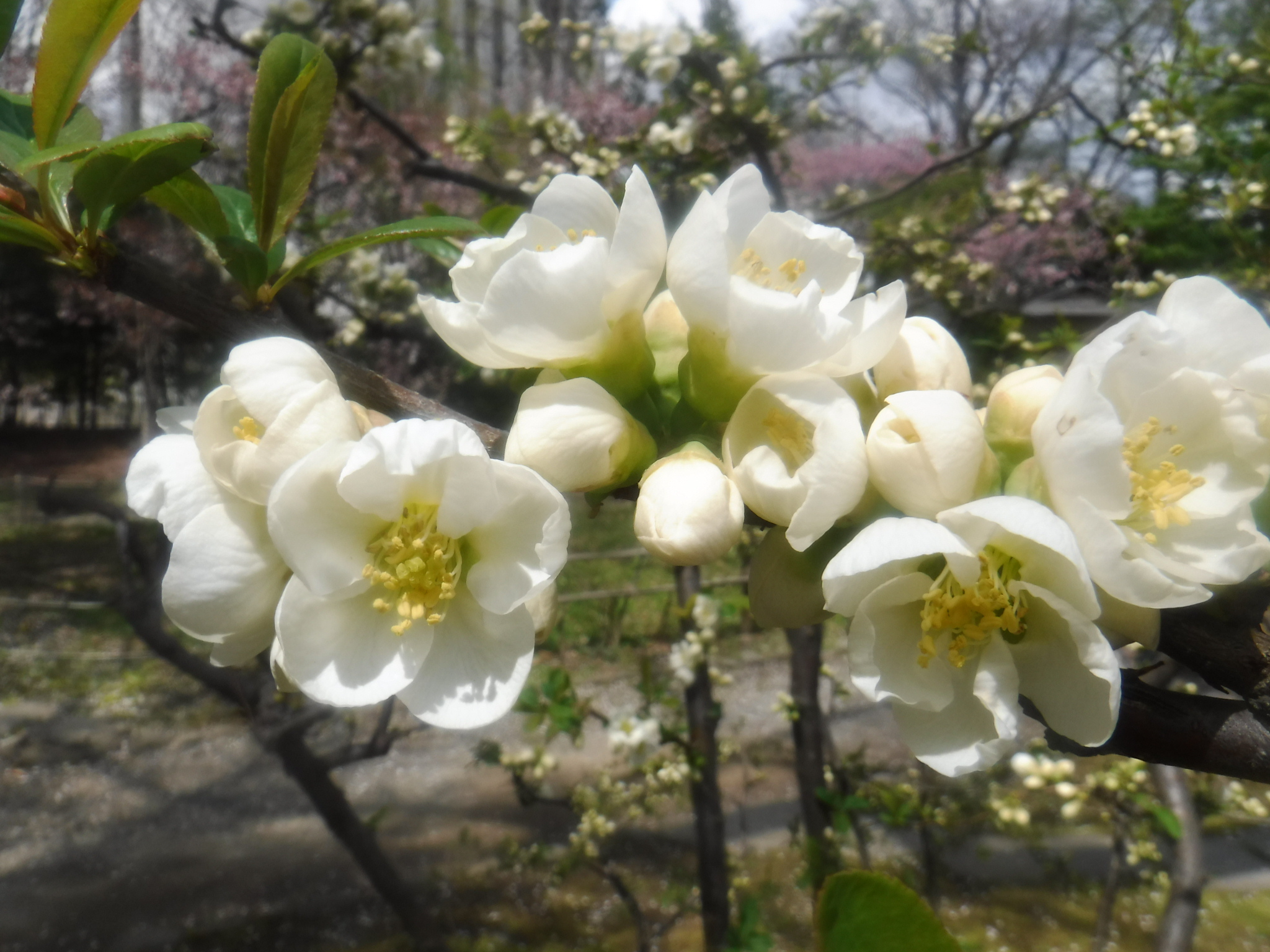 日本庭園の白いボケの花