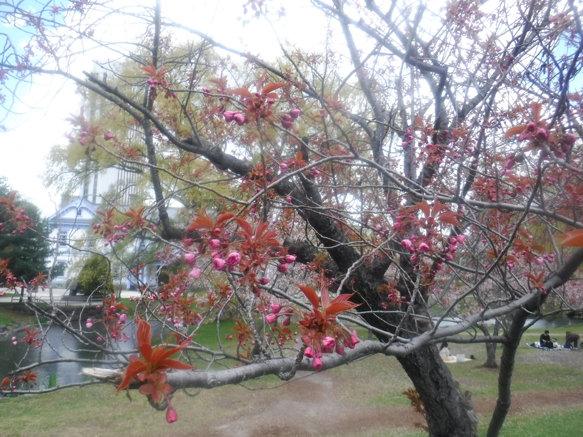 八重桜全体写真