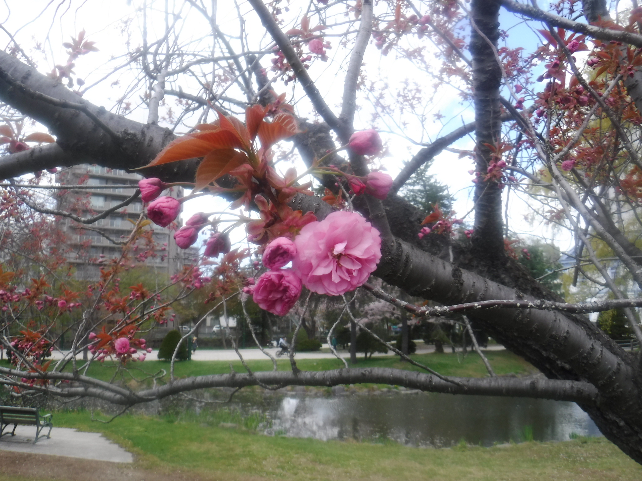 八重桜のアップ写真