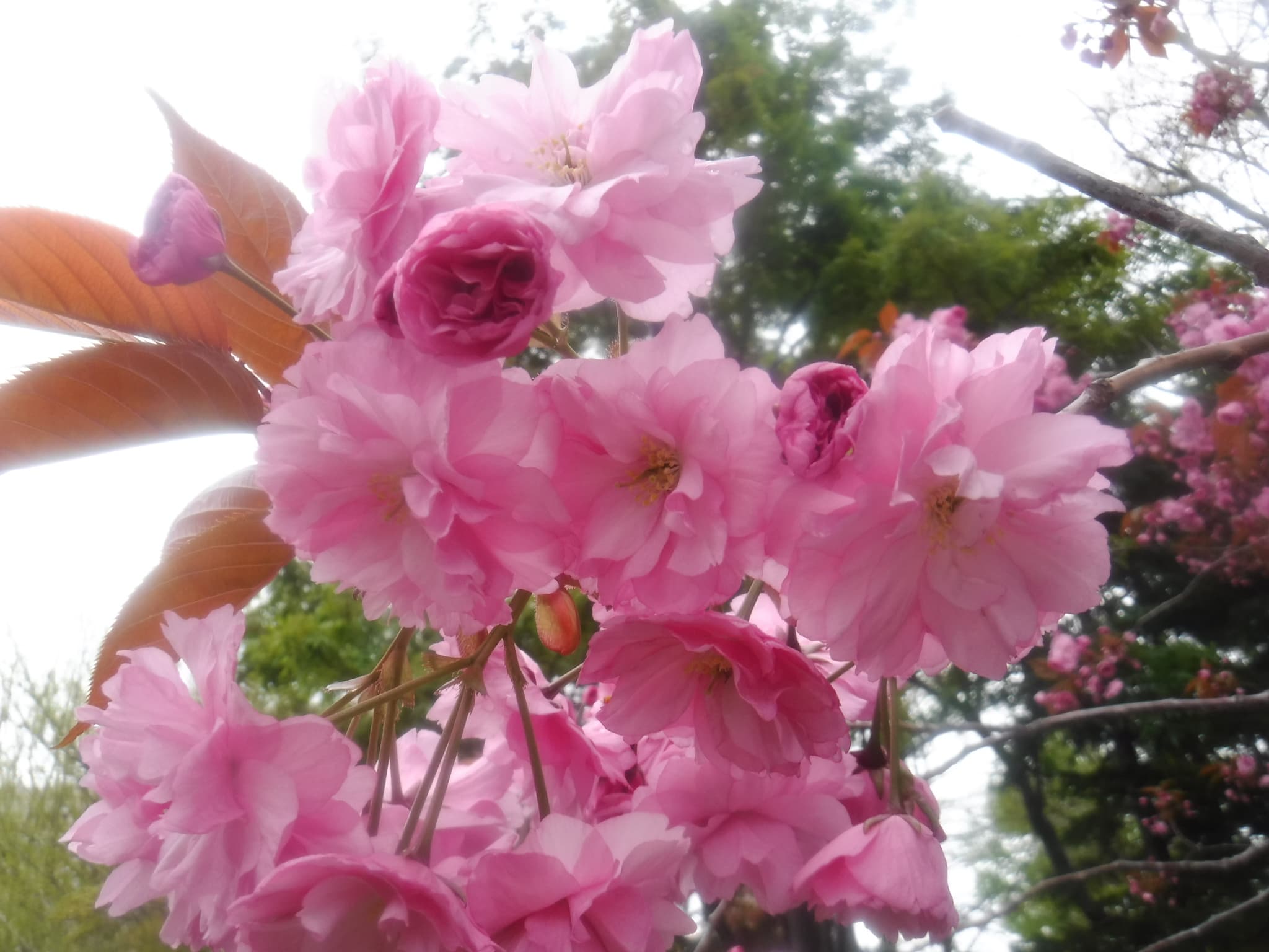 八重桜