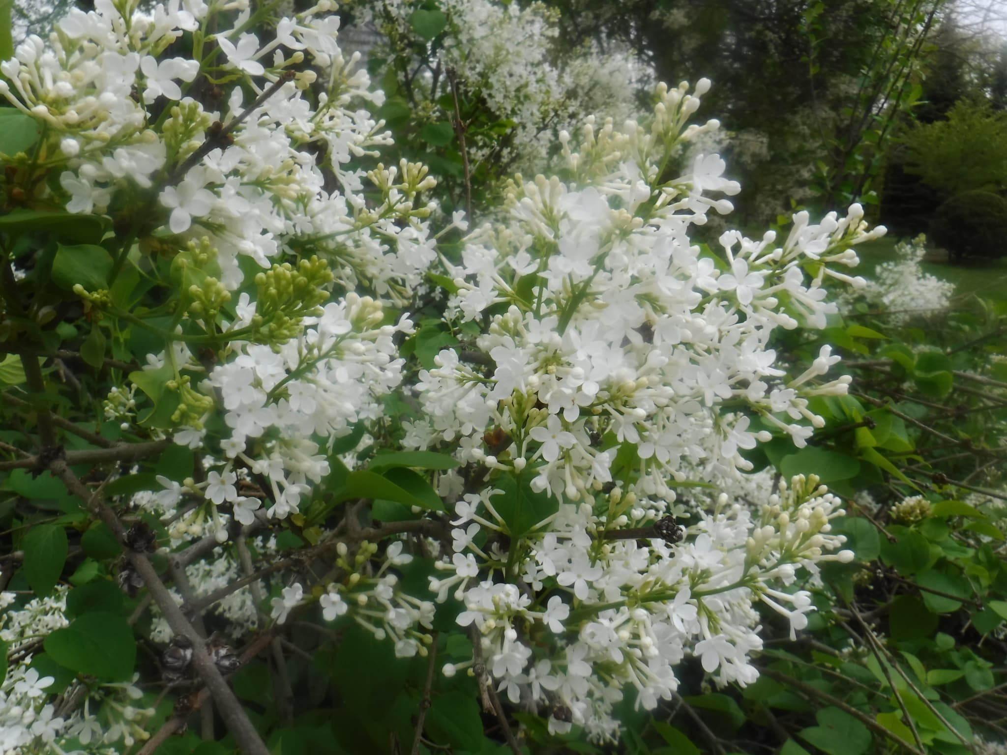 白い花のアップ