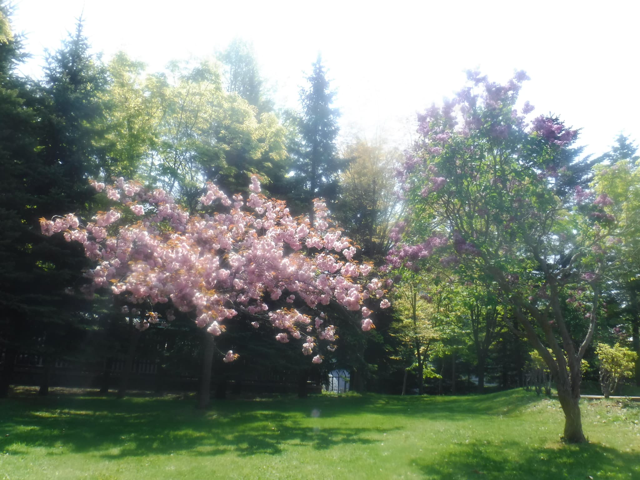 八重桜とライラック