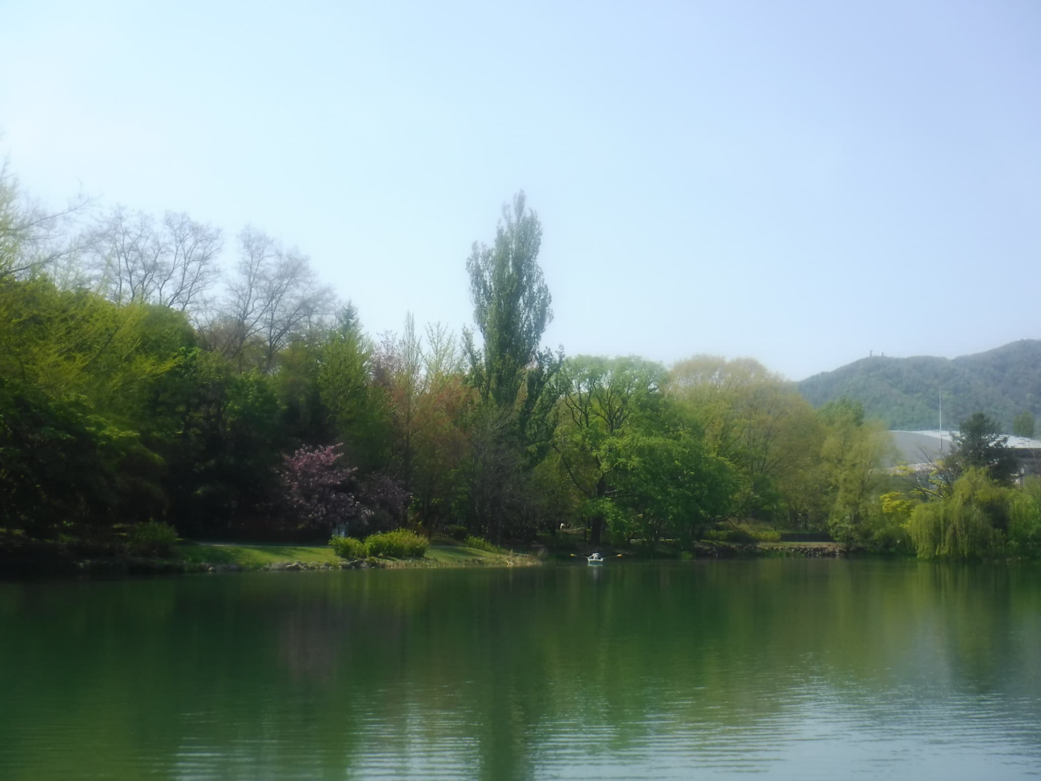 菖蒲池とボートと八重桜